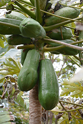 Tainung Papaya (Carica papaya 'Tainung') at Lakeshore Garden Centres