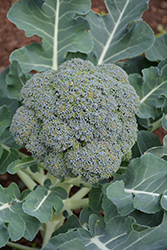 Calabrese Broccoli (Brassica oleracea var. italica) at A Very Successful Garden Center