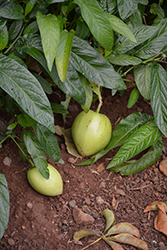 Pepino (Solanum muricatum) at A Very Successful Garden Center