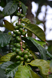 Robusta Coffee (Coffea canephora) at A Very Successful Garden Center
