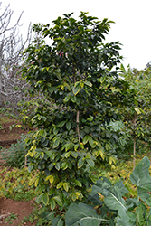 Robusta Coffee (Coffea canephora) at Lakeshore Garden Centres