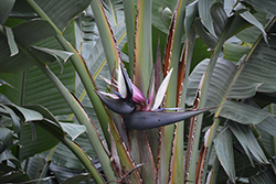 Traveller's Palm (Ravenala madagascariensis) at Stonegate Gardens