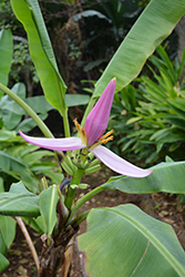 Pink Banana (Musa velutina) at A Very Successful Garden Center