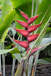 Red Wild Plantain (Heliconia caribaea 'Red') at A Very Successful Garden Center