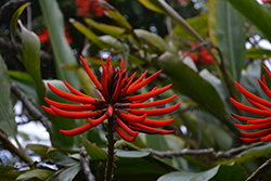 Naked Coral Tree (Erythrina coralloides) at A Very Successful Garden Center