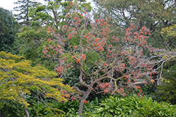 Naked Coral Tree (Erythrina coralloides) at A Very Successful Garden Center