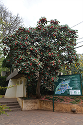 Pink Ball Tree (Dombeya wallichii) at A Very Successful Garden Center