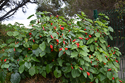 Giant Red Turk's Cap (Malvaviscus arboreus var. penduliflorus) at A Very Successful Garden Center