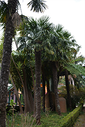 Windmill Palm (Trachycarpus fortunei) at Lakeshore Garden Centres