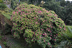 Cynthia Rhododendron (Rhododendron 'Cynthia') at Stonegate Gardens