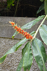 Kahili Ginger Lily (Hedychium gardnerianum) at A Very Successful Garden Center