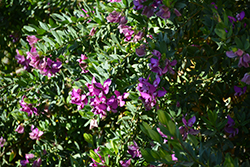 Grandiflora Sweet Pea Shrub (Polygala myrtifolia 'Grandiflora') at A Very Successful Garden Center