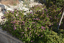 Grandiflora Sweet Pea Shrub (Polygala myrtifolia 'Grandiflora') at Lakeshore Garden Centres