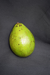 Simmonds Avocado (Persea americana 'Simmonds') at Stonegate Gardens