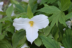 Great White Trillium (Trillium grandiflorum) at A Very Successful Garden Center