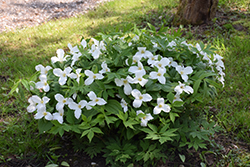 Great White Trillium (Trillium grandiflorum) at A Very Successful Garden Center
