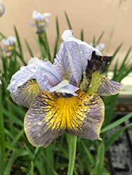 Peacock Butterfly Uncorked Iris (Iris sibirica 'Uncorked') at A Very Successful Garden Center