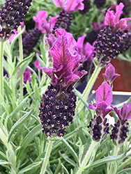 Anouk Spanish Lavender (Lavandula stoechas 'Anouk') at A Very Successful Garden Center