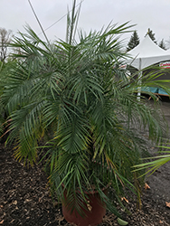 Cat Palm (Chamaedorea cataractarum) at A Very Successful Garden Center