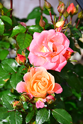 Peach Drift Rose (Rosa 'Meiggili') at A Very Successful Garden Center