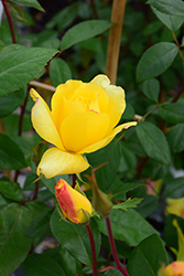 Golden Showers Rose (Rosa 'Golden Showers') at Stonegate Gardens