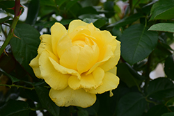 Doris Day Rose (Rosa 'WEKmajuchi') at Stonegate Gardens