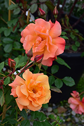 Westerland Rose (Rosa 'Westerland') at Lakeshore Garden Centres