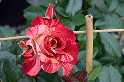 Tropical Lightning Rose (Rosa 'ORAlodsem') at Stonegate Gardens