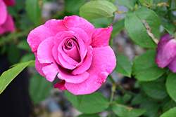 Heirloom Rose (Rosa 'Heirloom') at A Very Successful Garden Center