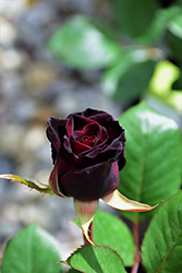 Black Baccara Rose (Rosa 'Black Baccara') at Stonegate Gardens