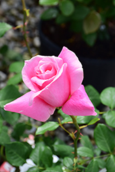 Big Momma Rose (Rosa 'Meitafnah') at A Very Successful Garden Center