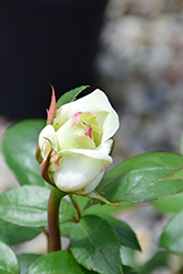 Sugar Moon Rose (Rosa 'WEKmemolo') at A Very Successful Garden Center