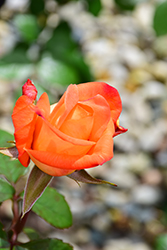 Octoberfest Rose (Rosa 'MAClanter') at Lakeshore Garden Centres