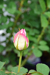 Moonstone Rose (Rosa 'Moonstone') at Stonegate Gardens