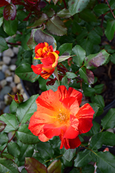 Fired Up Rose (Rosa 'Meitalrea') at A Very Successful Garden Center