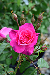Easy To Please Rose (Rosa 'WEKfawibyblu') at A Very Successful Garden Center