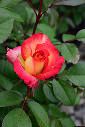 Rainbow Sorbet Rose (Rosa 'Rainbow Sorbet') at Lakeshore Garden Centres
