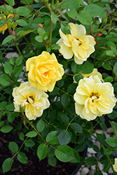 Lemon Drop Rose (Rosa 'WEKyegi') at Lakeshore Garden Centres