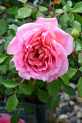 Jubilee Celebration Rose (Rosa 'Aushunter') at Lakeshore Garden Centres