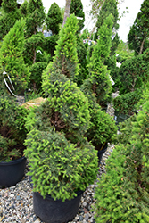 Dwarf Alberta Spruce (Picea glauca 'Conica (spiral)') at A Very Successful Garden Center
