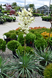 Ivory Tower Adam's Needle (Yucca filamentosa 'Ivory Tower') at A Very Successful Garden Center