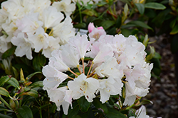Yaku Princess Rhododendron (Rhododendron yakushimanum 'Yaku Princess') at Stonegate Gardens
