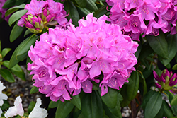 Roseum Pink Rhododendron (Rhododendron catawbiense 'Roseum Pink') at A Very Successful Garden Center