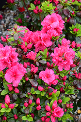 Jeremiah Azalea (Rhododendron 'Jeremiah') at A Very Successful Garden Center