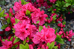 Jeremiah Azalea (Rhododendron 'Jeremiah') at Lakeshore Garden Centres