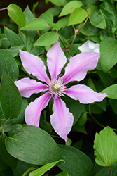 Double Rose Clematis (Clematis 'CLEMINOV29') at Stonegate Gardens
