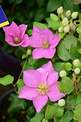 Endellion Clematis (Clematis 'Evipo076') at Stonegate Gardens
