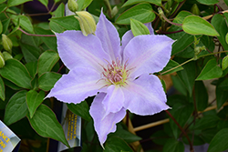 Tranquilite Clematis (Clematis 'Evipo111') at A Very Successful Garden Center