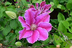 Dr. Ruppel Clematis (Clematis 'Dr. Ruppel') at Lakeshore Garden Centres