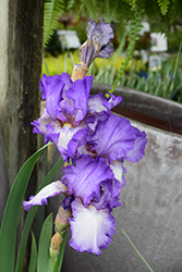 Earl Of Essex Iris (Iris 'Earl Of Essex') at A Very Successful Garden Center